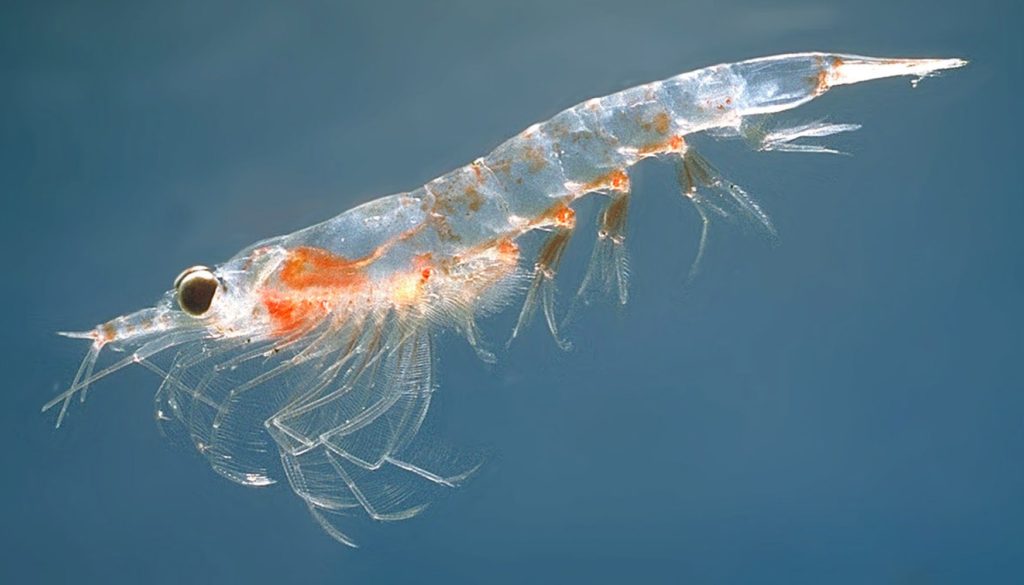 A '''Northern krill''' (''Meganyctiphanes norvegica''). By Øystein Paulsen (MAR-ECO) [GFDL (http://www.gnu.org/copyleft/fdl.html) or CC-BY-SA-3.0 (http://creativecommons.org/licenses/by-sa/3.0/)], via Wikimedia Commons